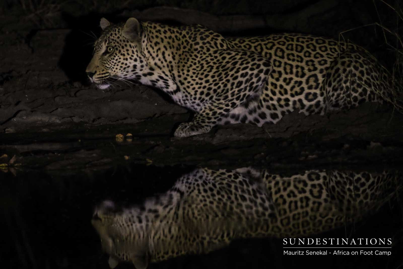 Africa on Foot Leopards Africa on Foot Leopards