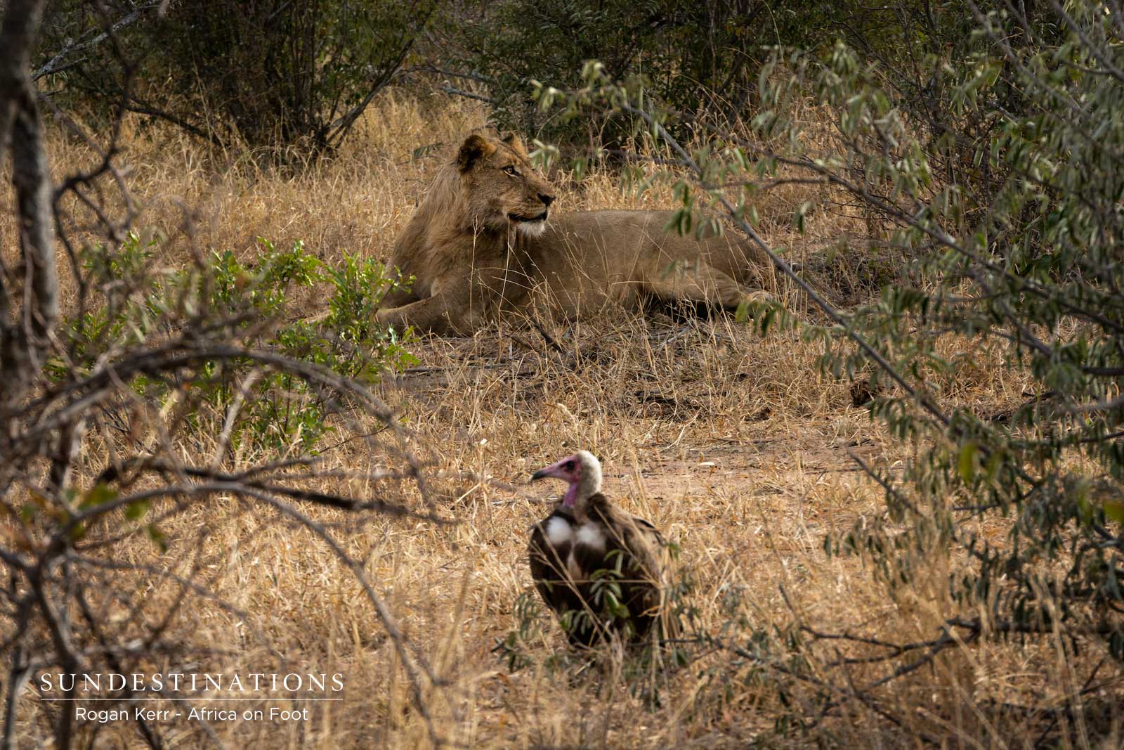 Hooded Vulture with Lion Hooded Vulture with Lion