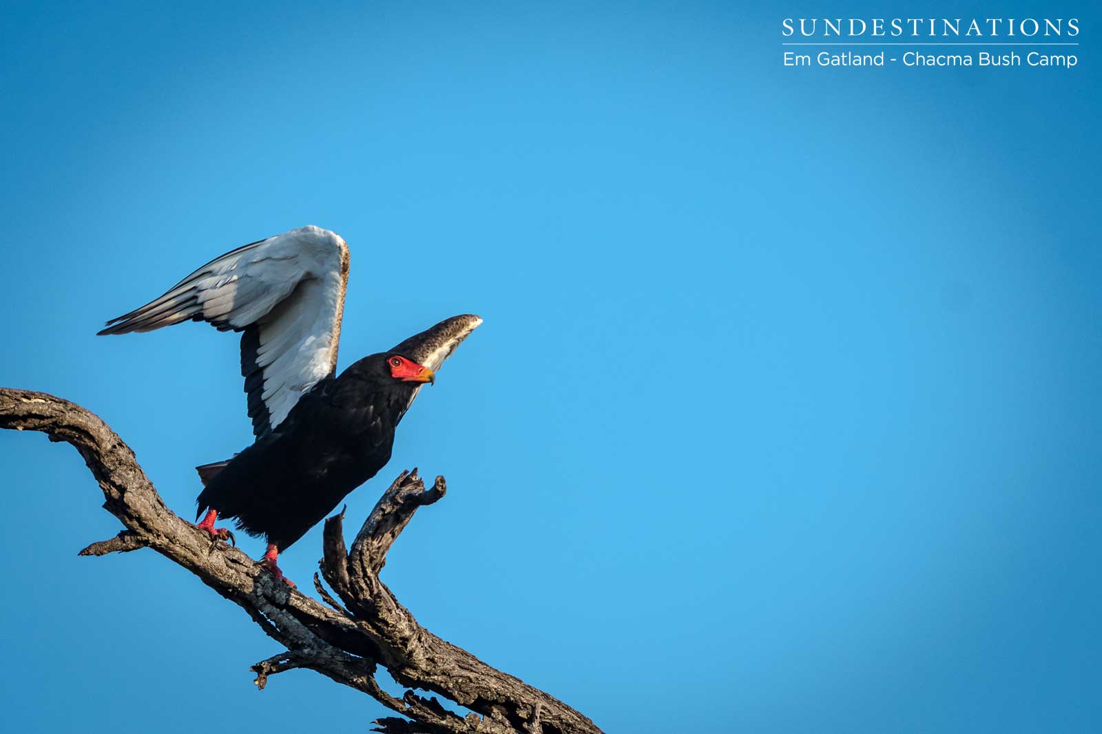 Bateleur Eagle Chacma Bateleur Eagle Chacma