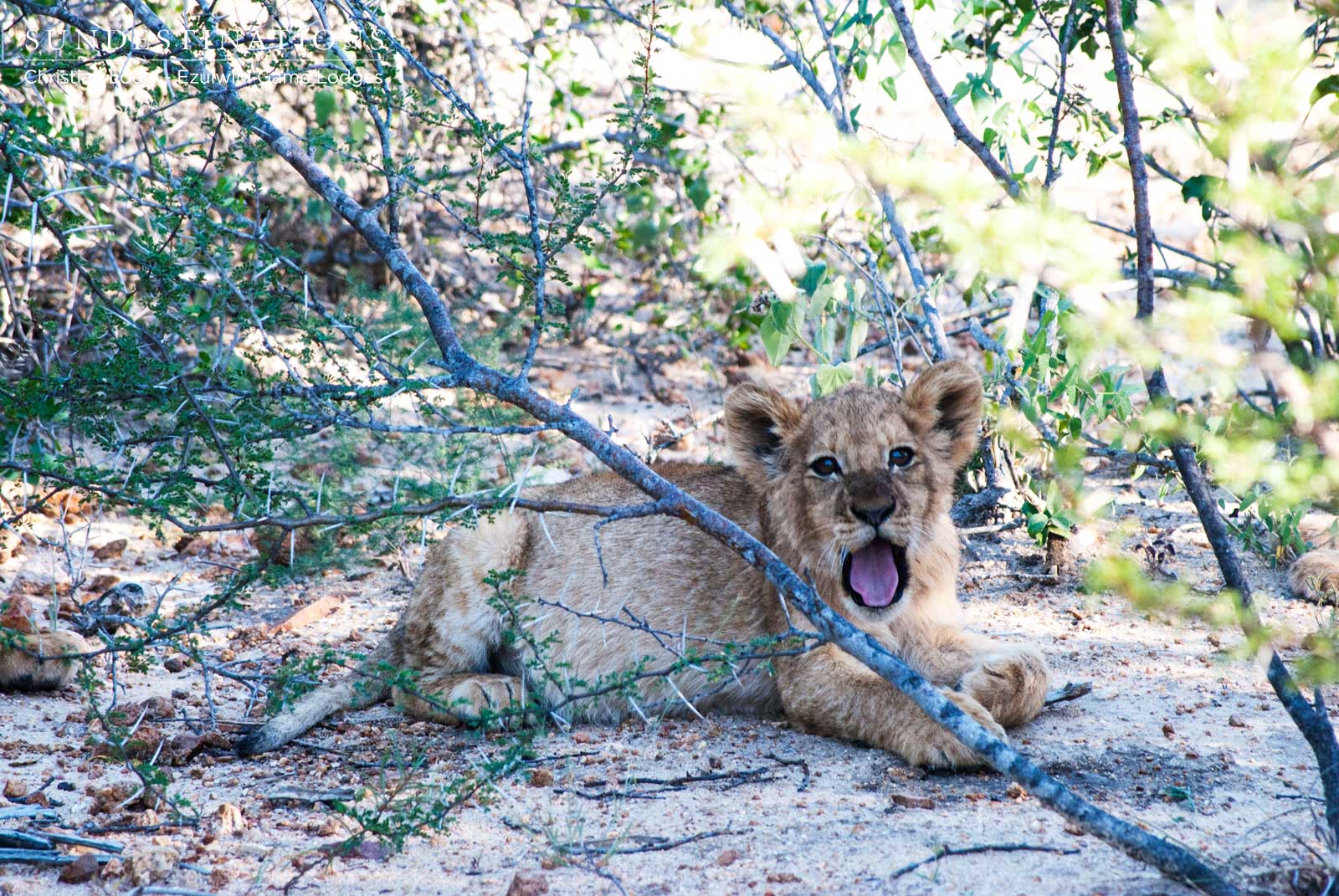 Ezulwini Lion Cubs Ezulwini Lion Cubs