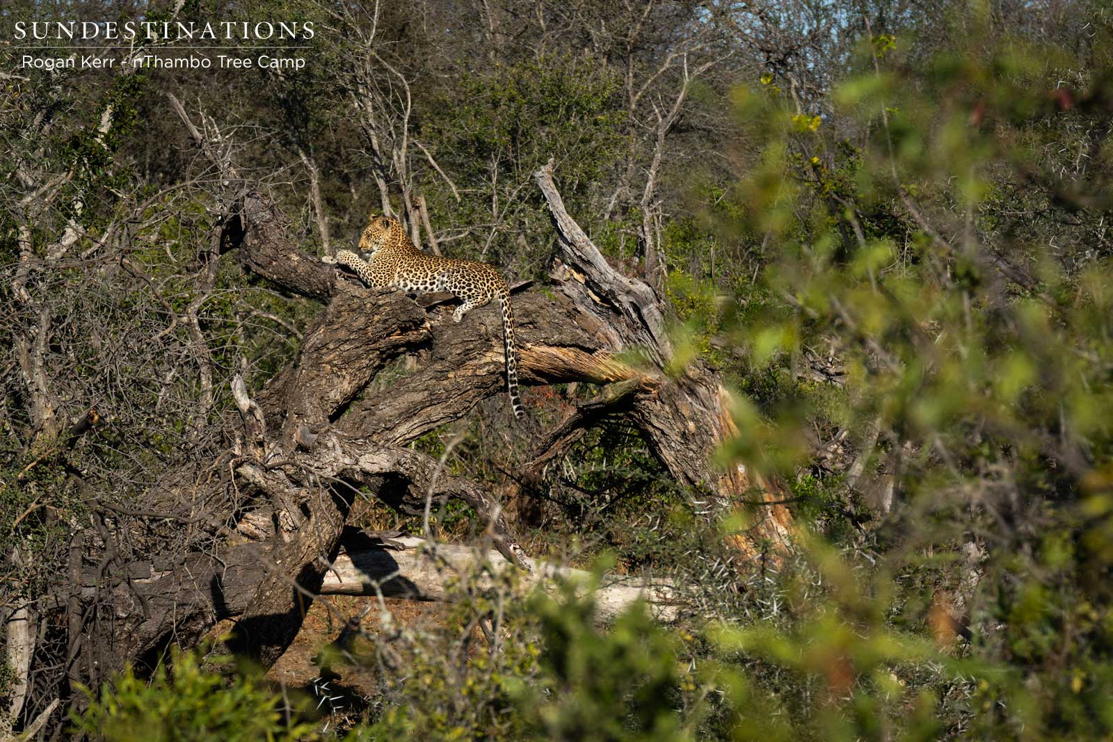 Leopard in Tree at nThambo Tree Camp Leopard in Tree at nThambo Tree Camp