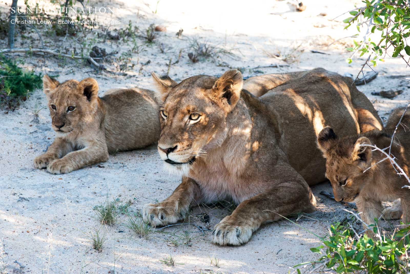 Lion Ezulwini Game Lodges Lion Ezulwini Game Lodges