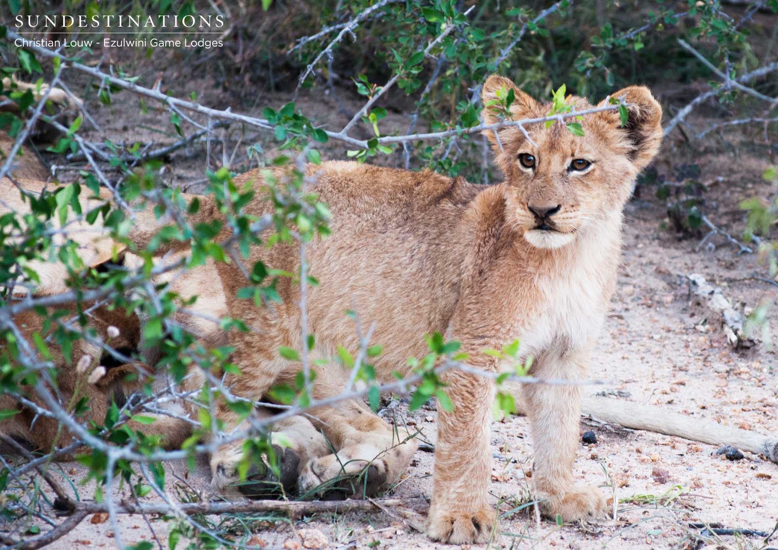 Kudyela Machaton Offspring Kudyela Machaton Offspring