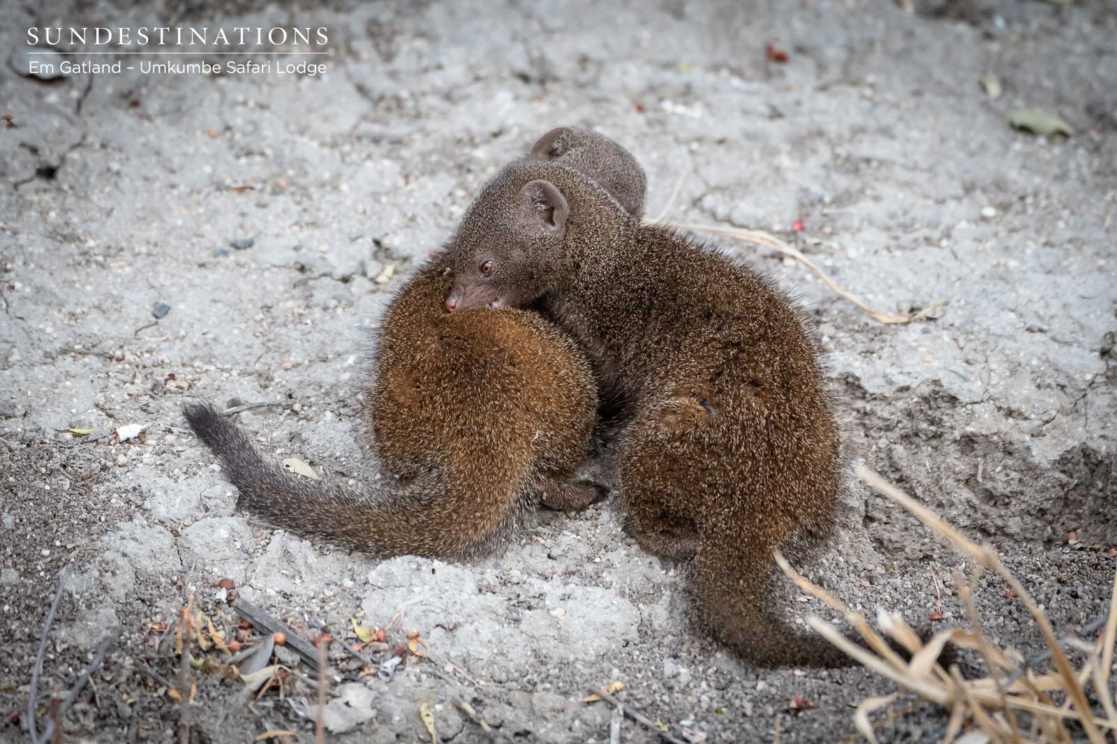 Dwarf Mongoose Huddle Umkumbe Dwarf Mongoose Huddle Umkumbe