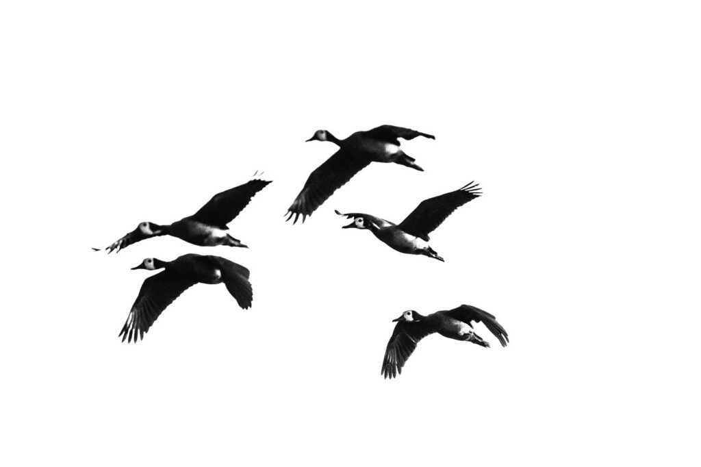 Birds at RAW Botswana, Motswiri Camp