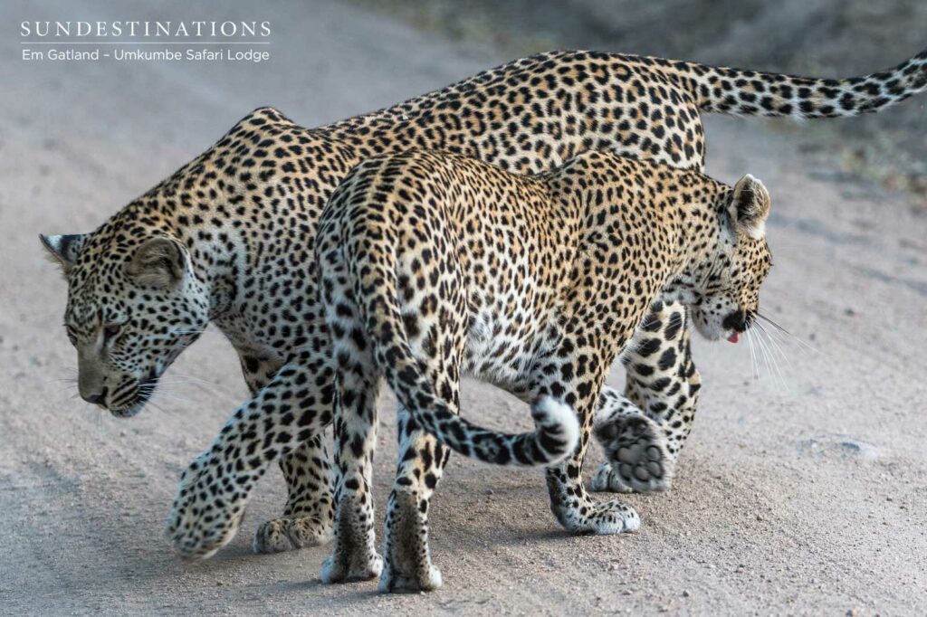 The Ndzanzeni Leopards in Sabi Sand