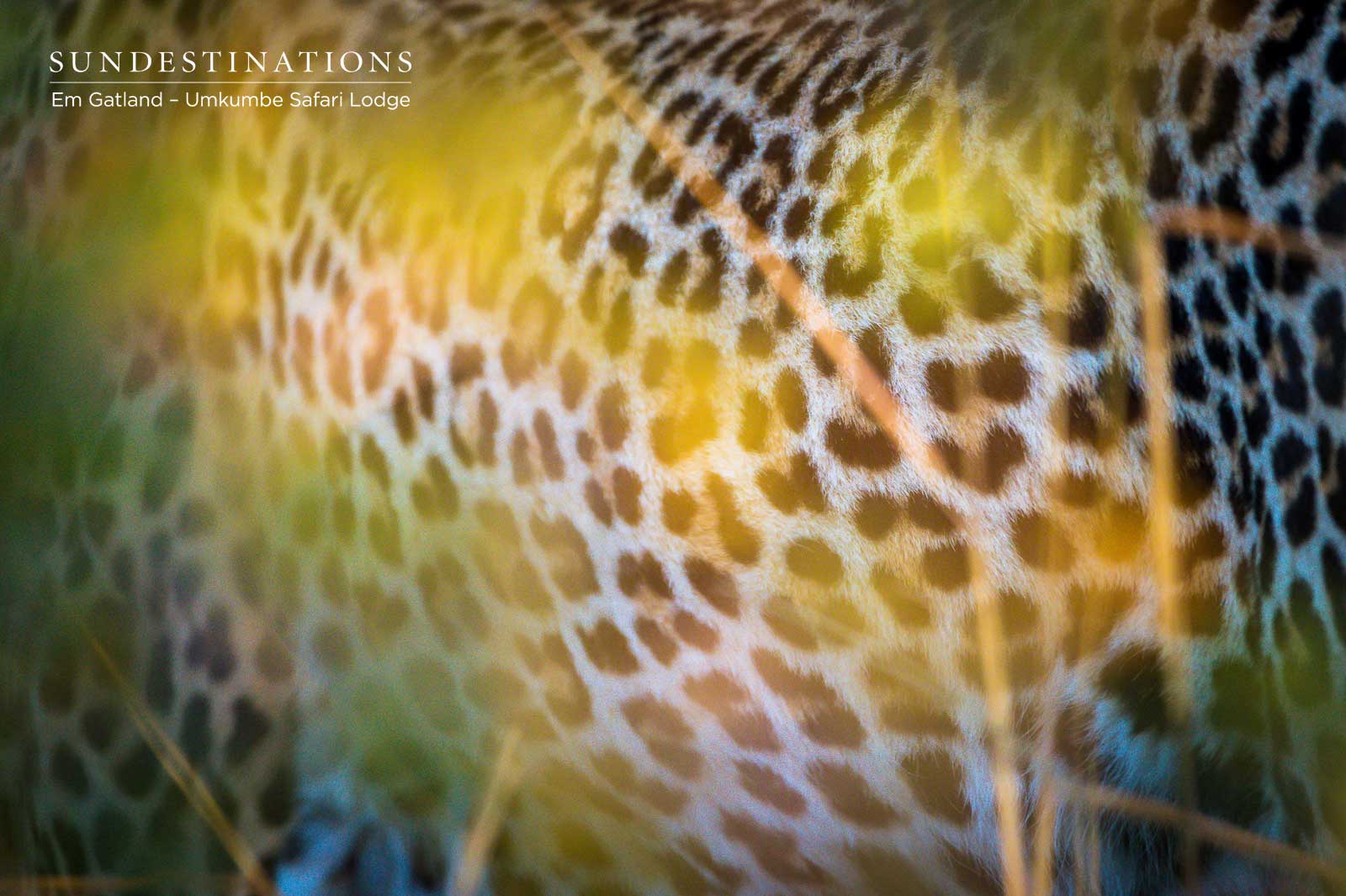 Umkumbe Leopard Sabi Sand Umkumbe Leopard Sabi Sand