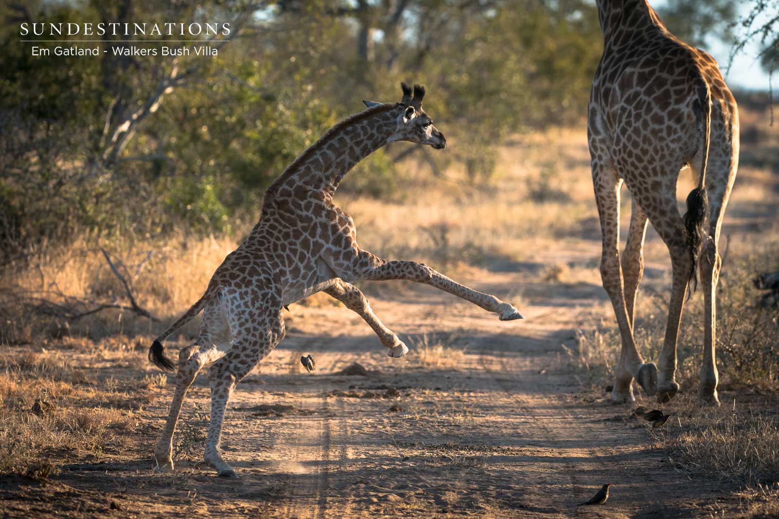 Walkers Bush Villa Giraffe Walkers Bush Villa Giraffe