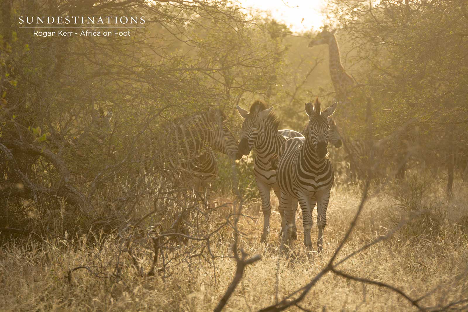 Africa on Foot Zebra and Giraffe Africa on Foot Zebra and Giraffe