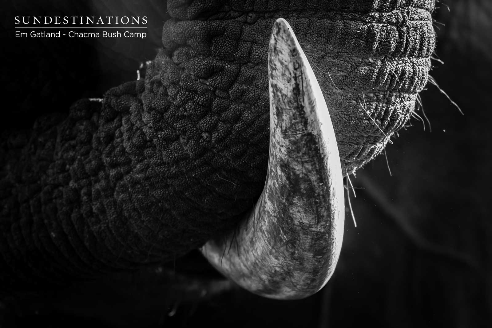 Elephant Tusk - Chacma Bush Camp Elephant Tusk - Chacma Bush Camp