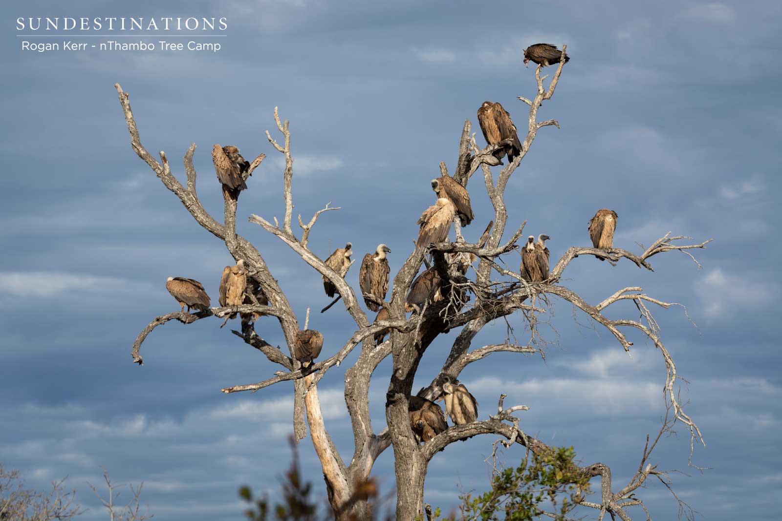 Wake of Vultures nThambo Tree Camp Wake of Vultures nThambo Tree Camp