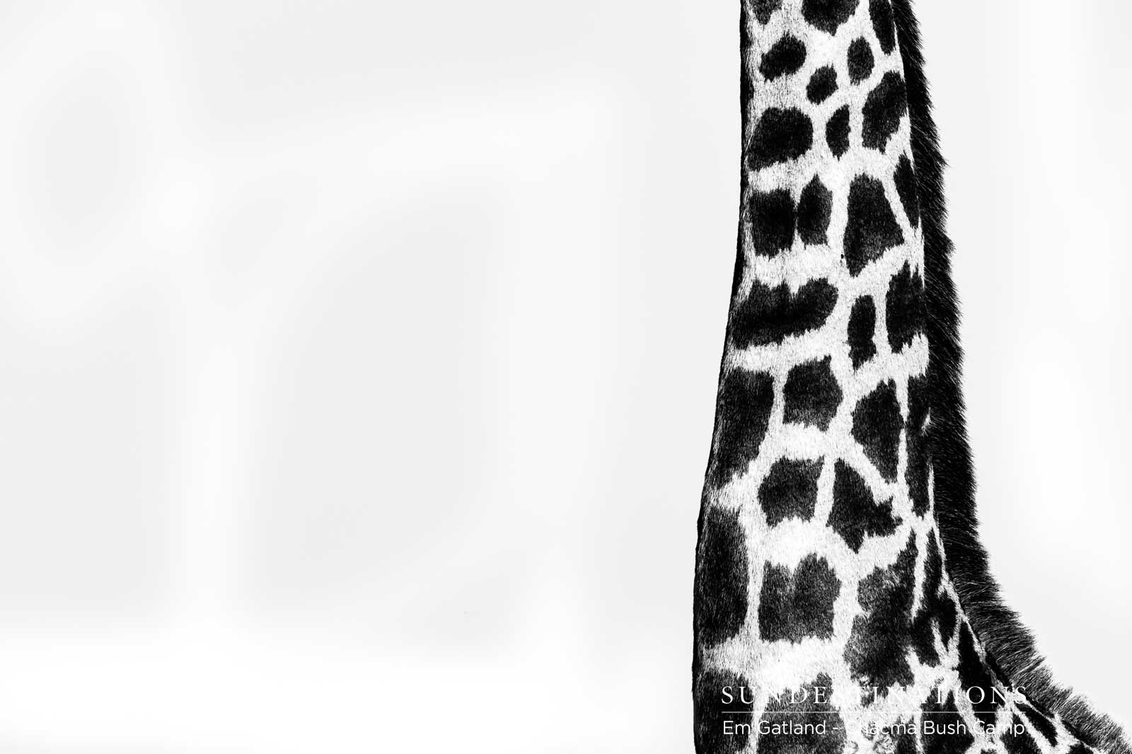 Giraffe at Chacma Bush Camp Giraffe at Chacma Bush Camp