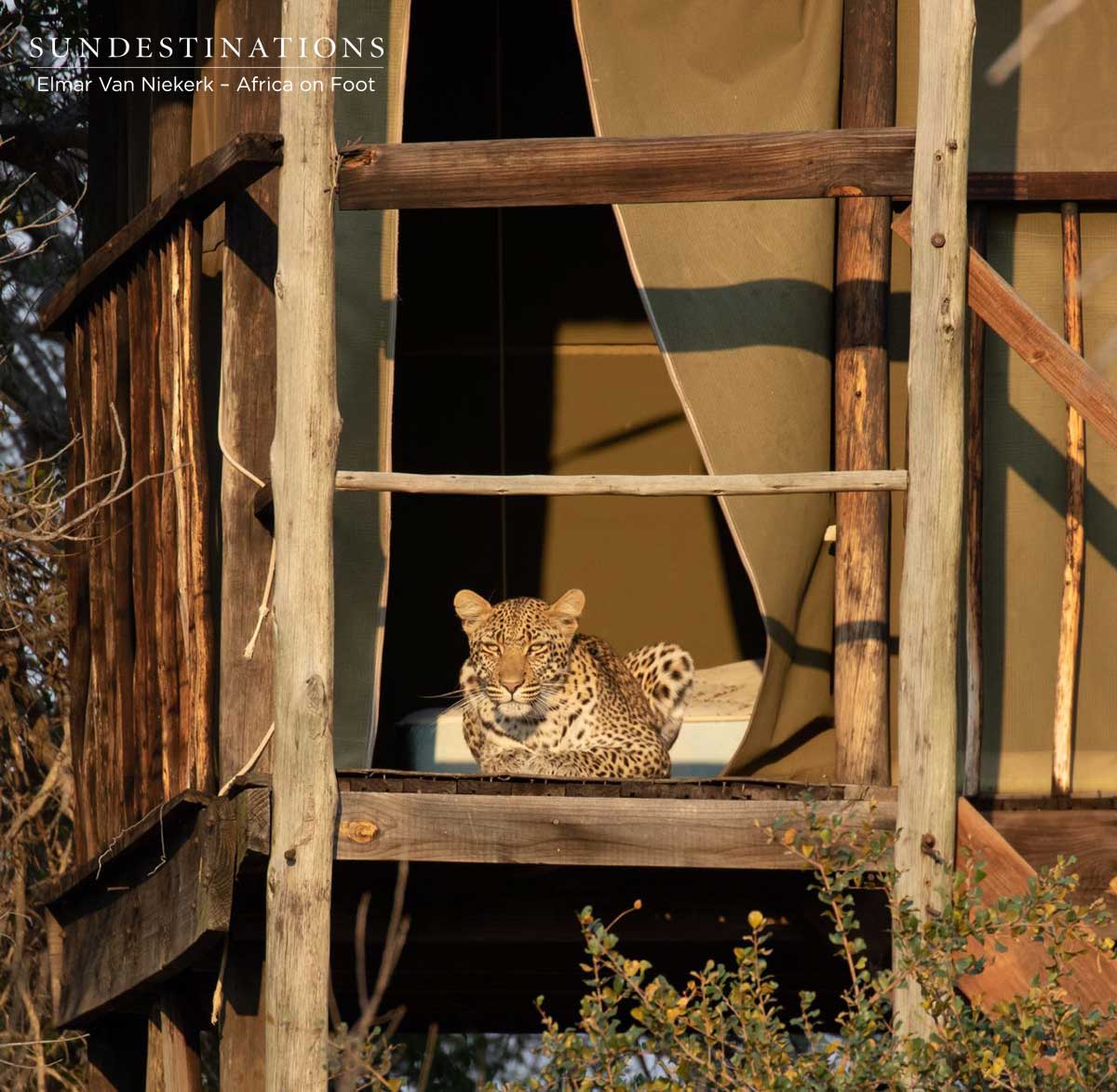 Africa on Foot Leopard in Camp Africa on Foot Leopard in Camp