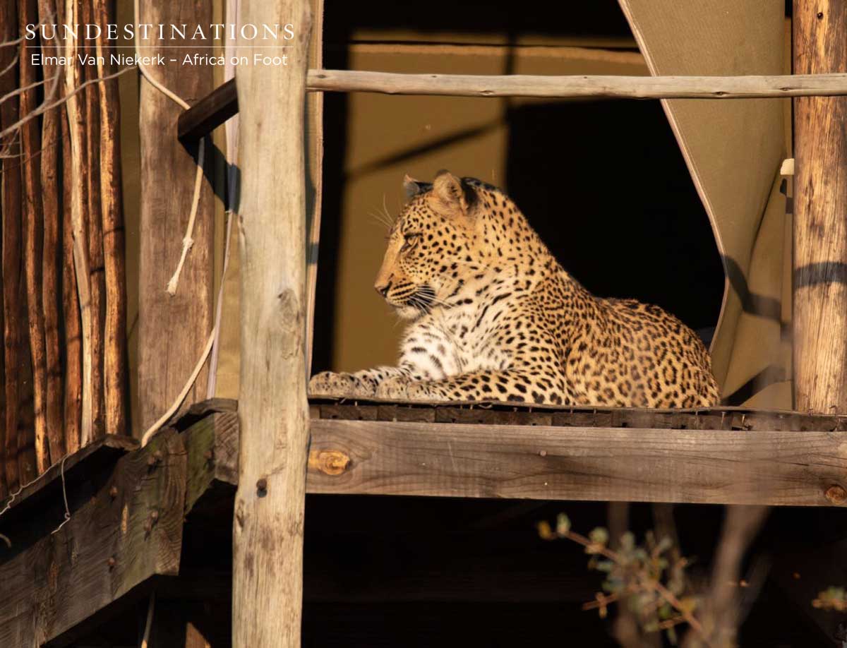 Leopard on Wooden Deck Leopard on Wooden Deck