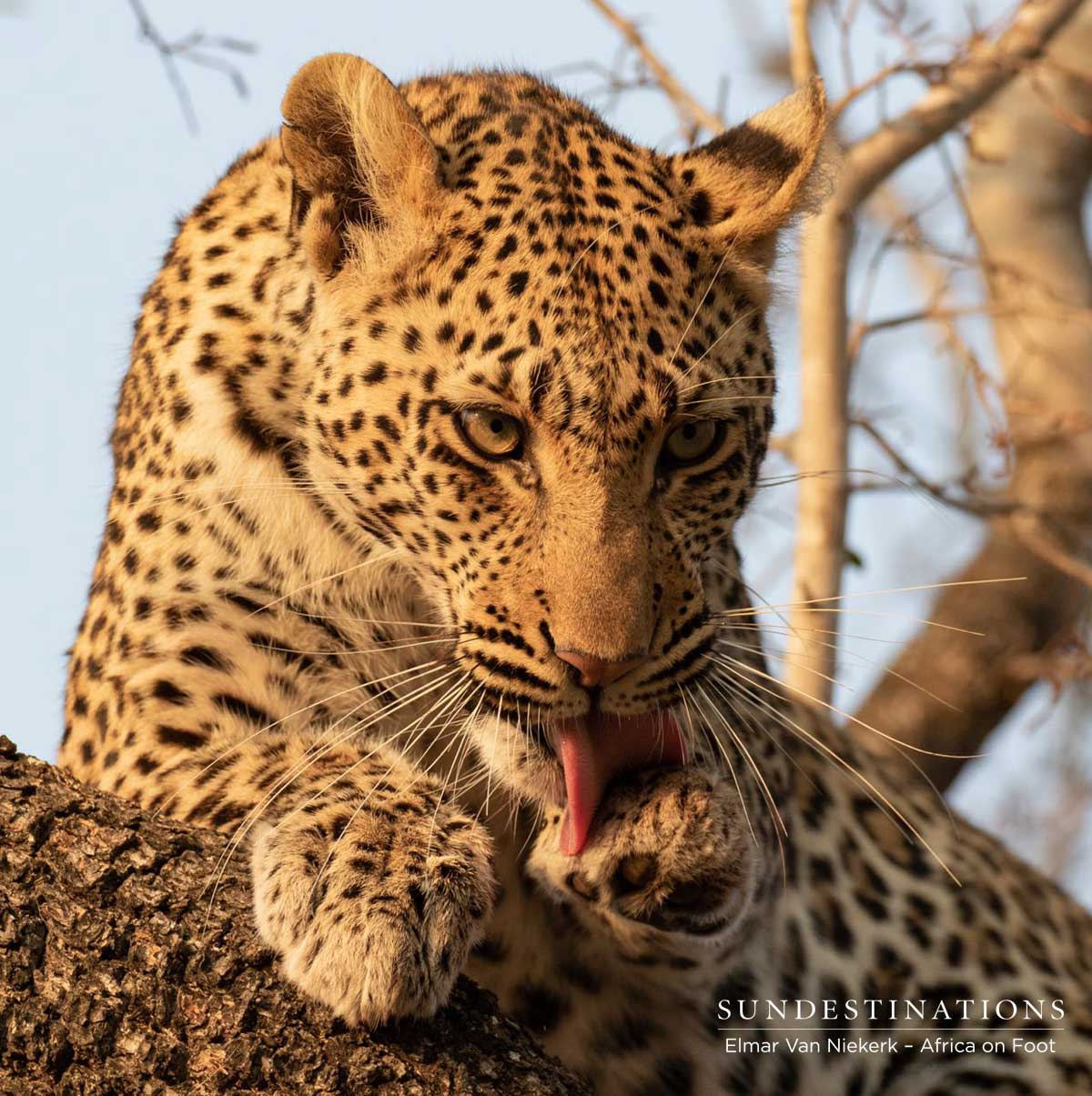 Africa on Foot Leopard Africa on Foot Leopard