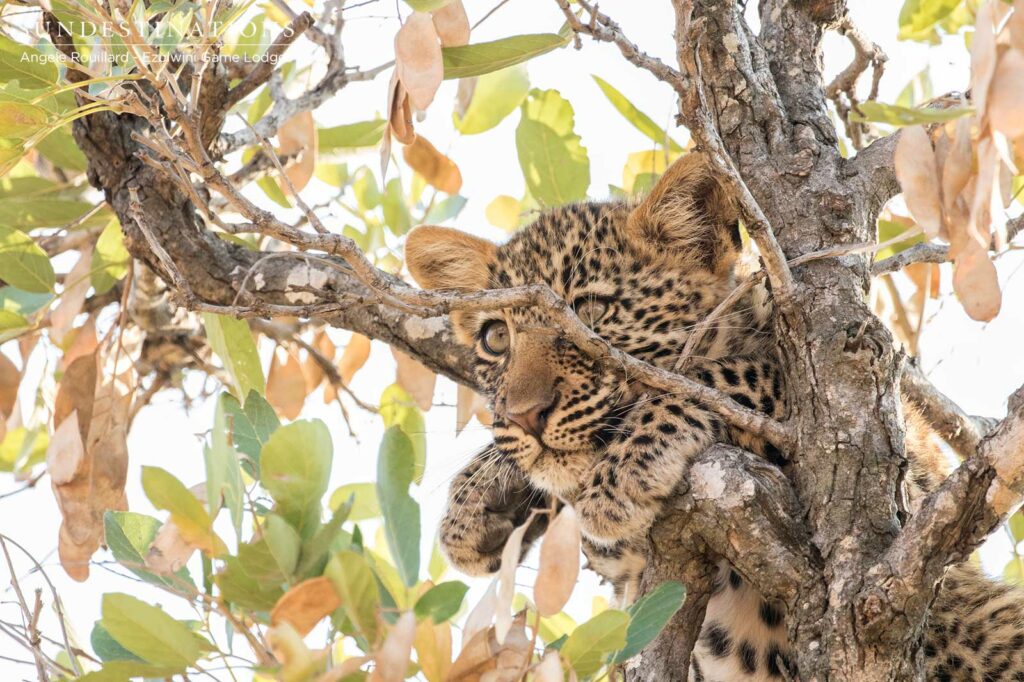 Ezulwini Leopard Cubs