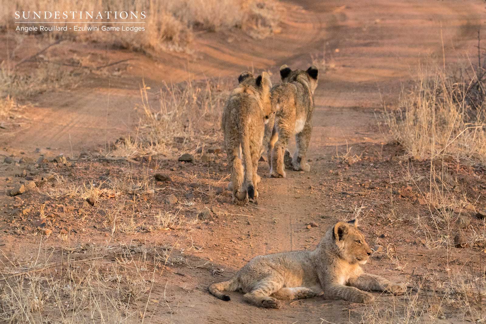 Ezulwini Lion Cubs Ezulwini Lion Cubs