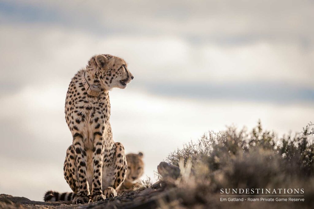 Roam Cheetah Experience