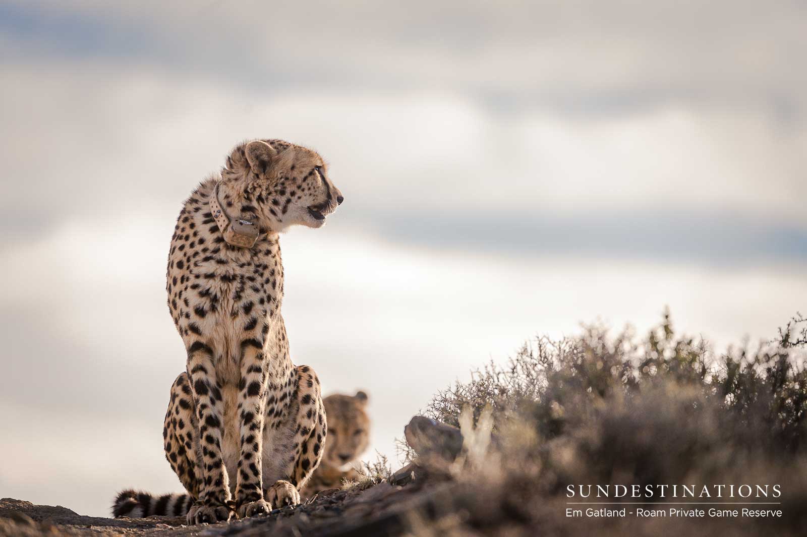 Roam Cheetah Experience Roam Cheetah Experience