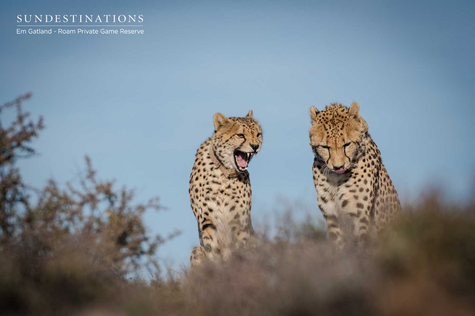 Cheetah Coalition in the Karoo Cheetah Coalition in the Karoo