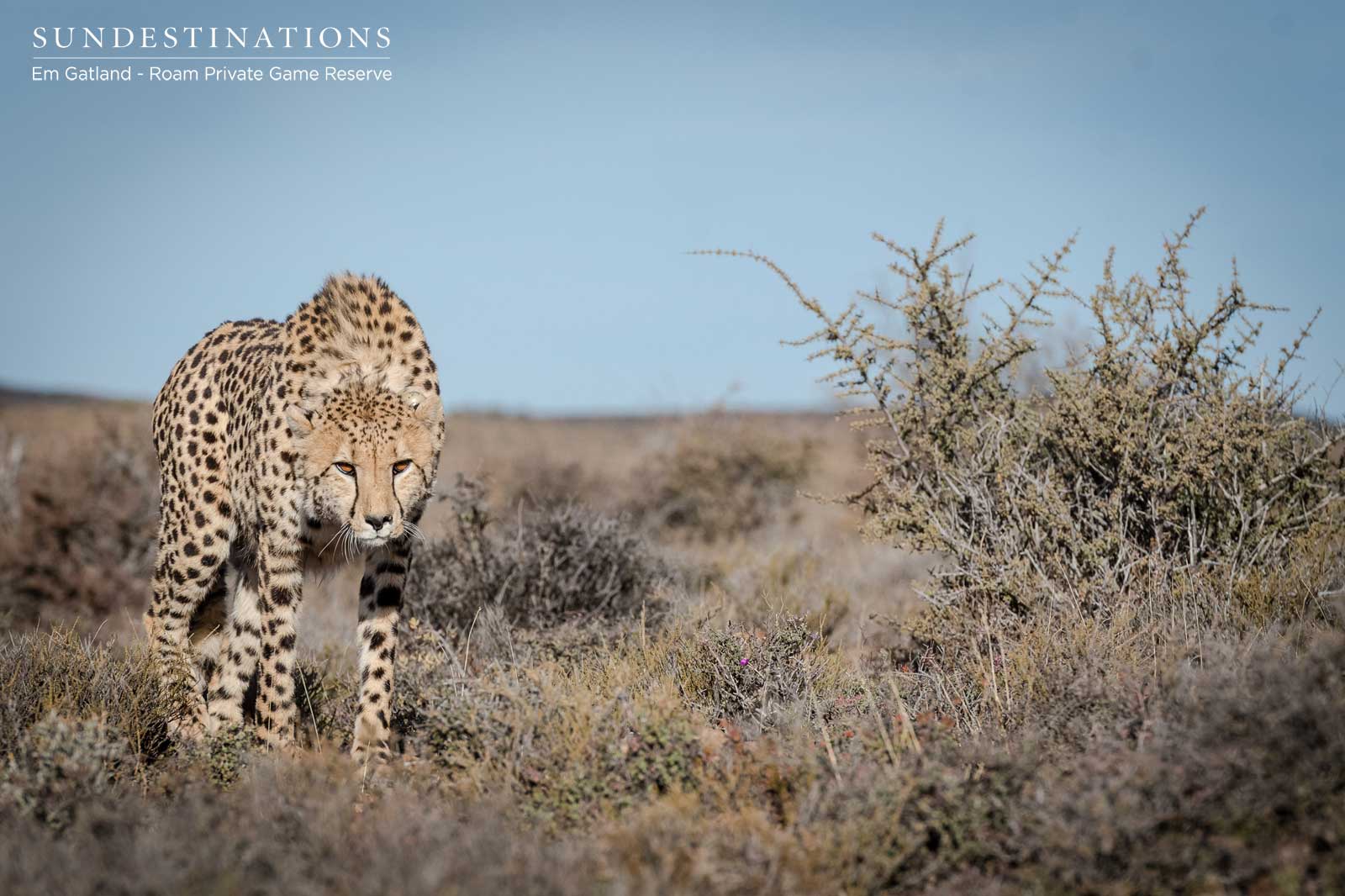 Cheetah Experience in the Great Karoo Cheetah Experience in the Great Karoo