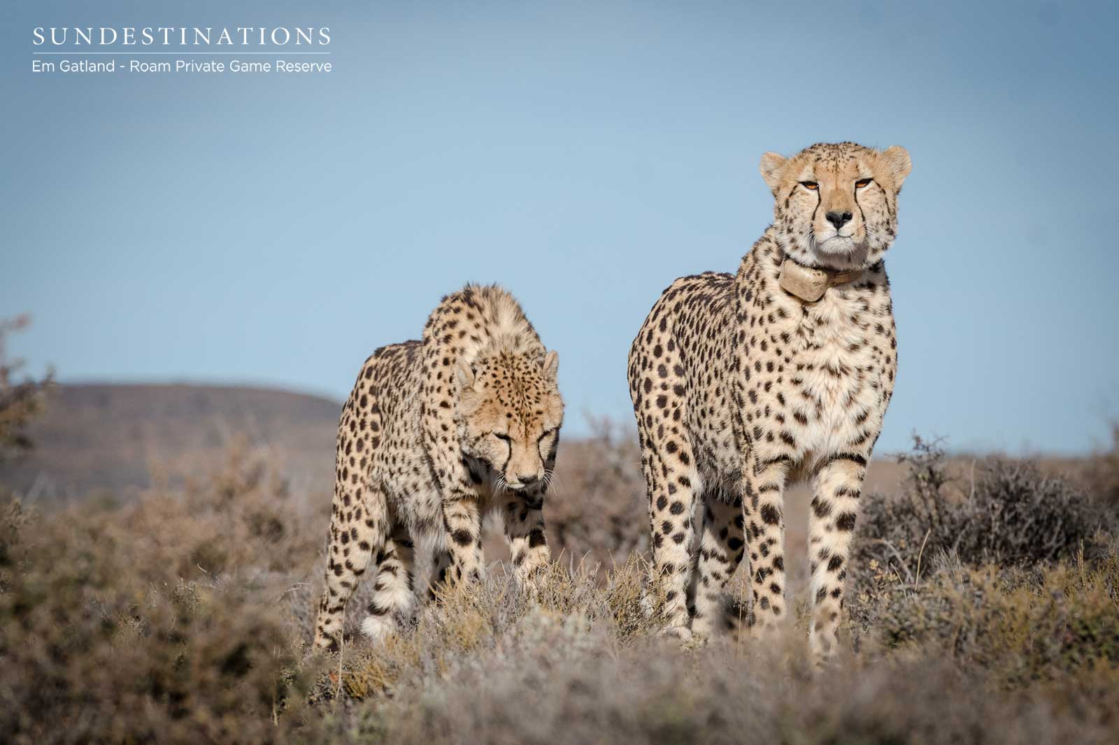 Big Cats in the Great Karoo Big Cats in the Great Karoo