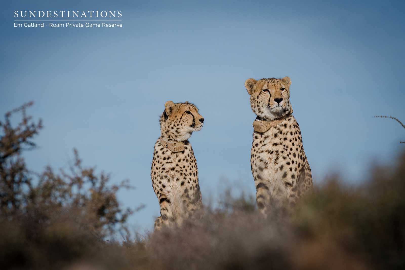 Cheetah in the Great Karoo Cheetah in the Great Karoo