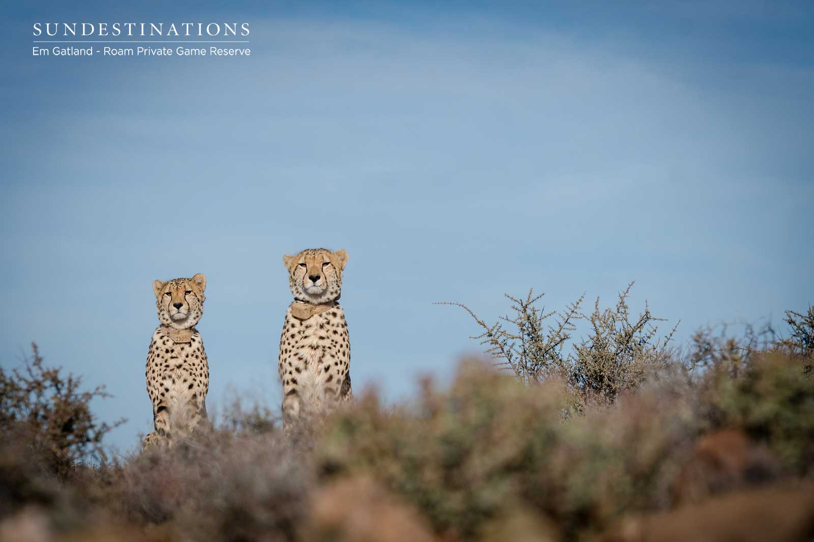 Roam Private Game Reserve Roam Private Game Reserve