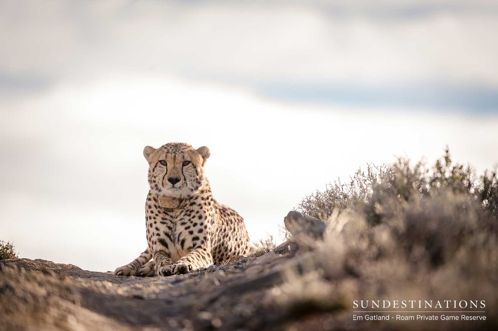 Roam Cheetah Experience Karoo Roam Cheetah Experience Karoo