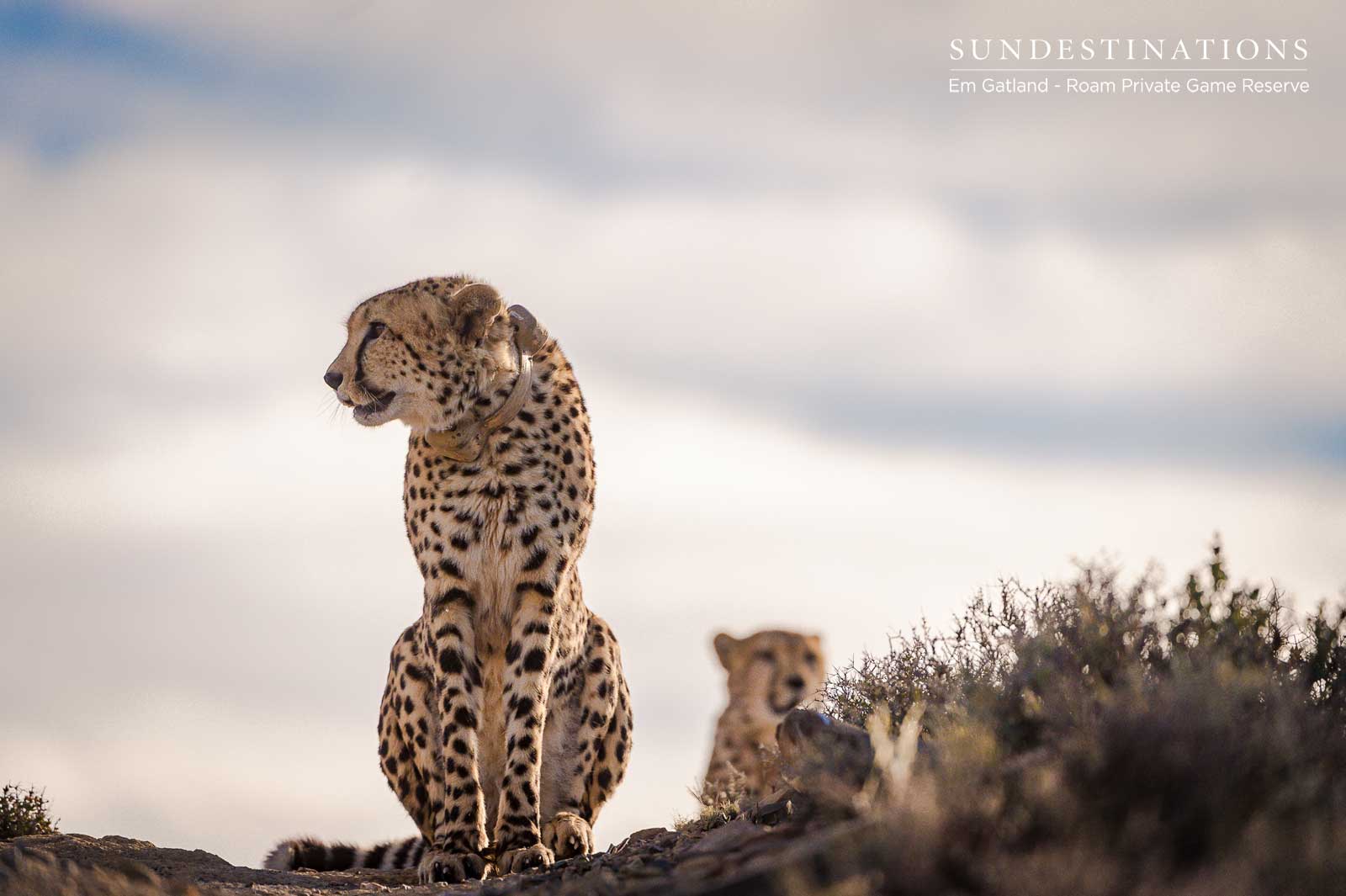 Roam Cheetah Experience Roam Cheetah Experience