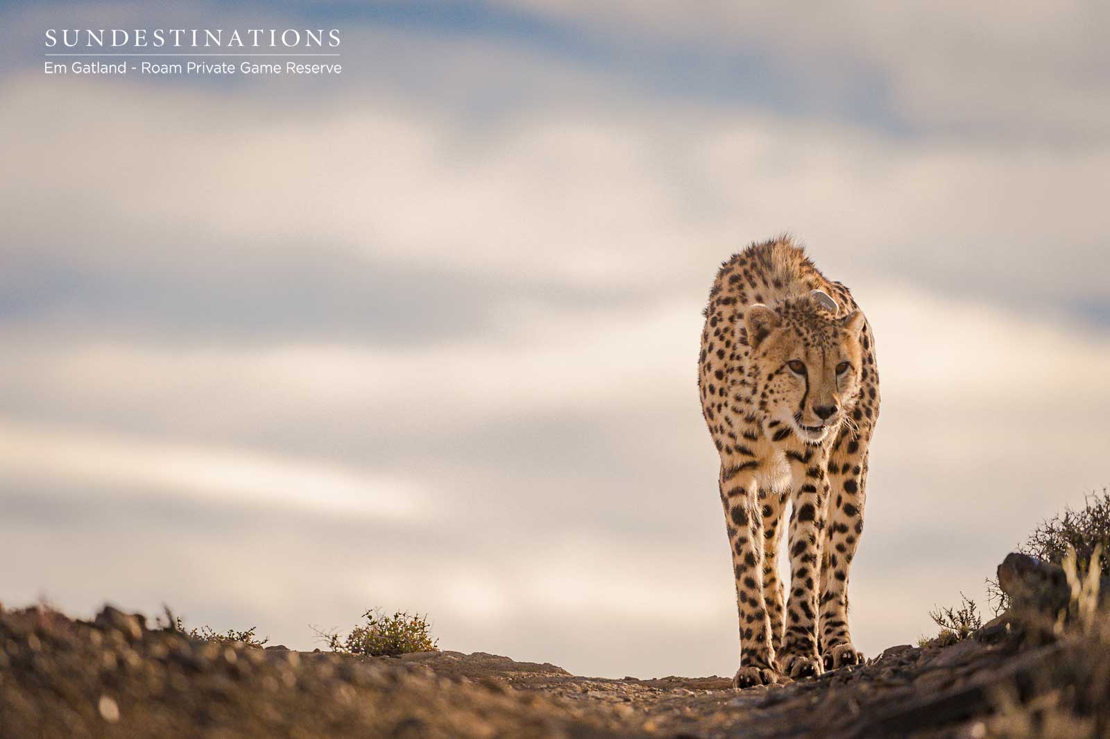 Karoo Roam Cheetah Experience Karoo Roam Cheetah Experience