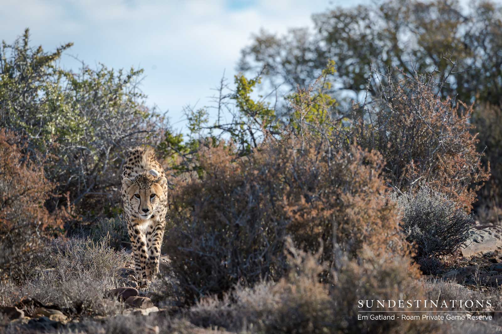 Roam Cheetah in Bushveld Roam Cheetah in Bushveld
