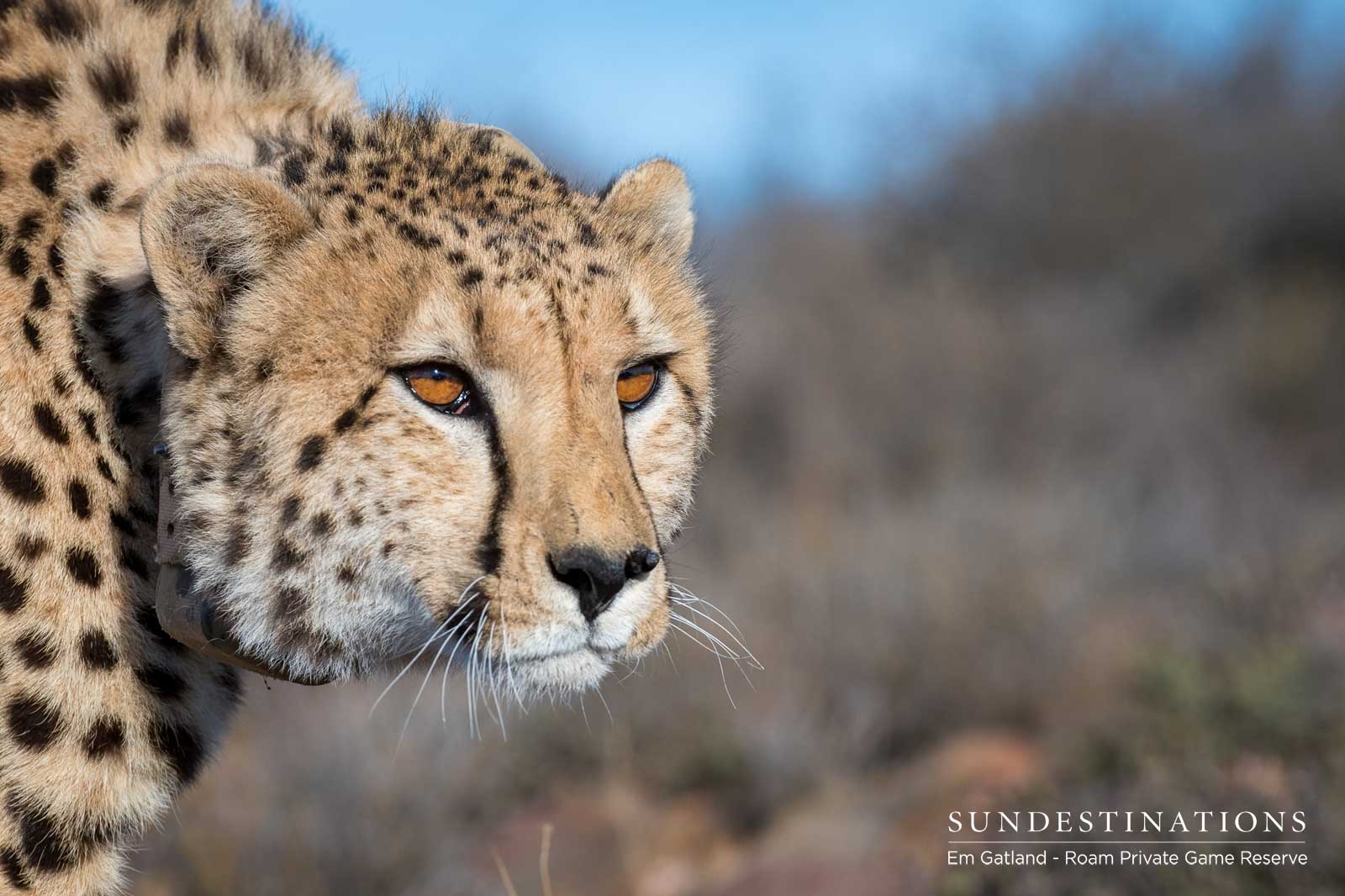 Cheetah at Roam Private Game Reserve Cheetah at Roam Private Game Reserve