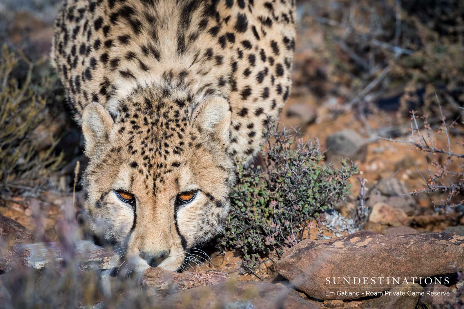 Cheetah in Karoo Cheetah in Karoo