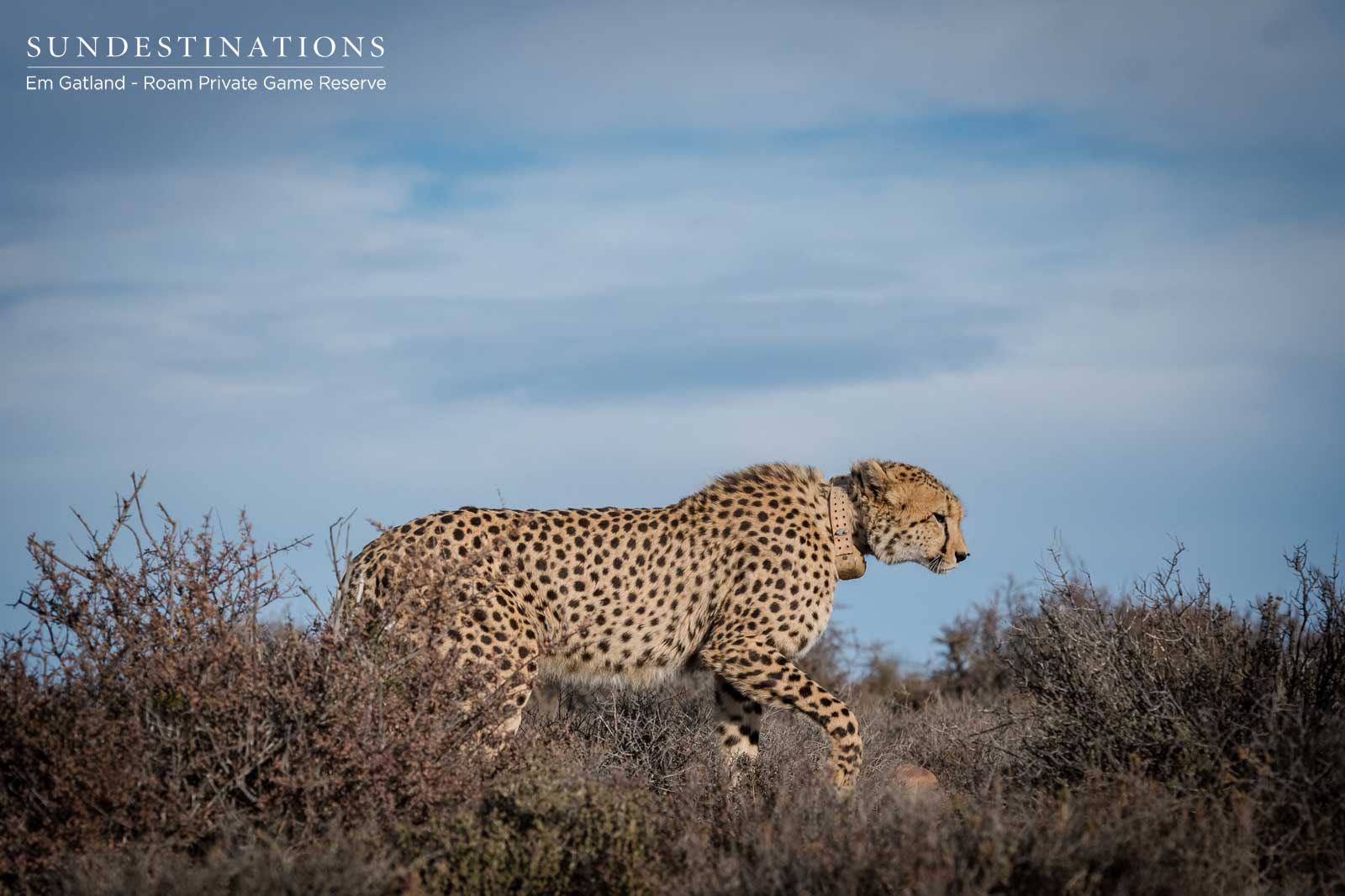 Lone Cheetah in Wilderness Lone Cheetah in Wilderness