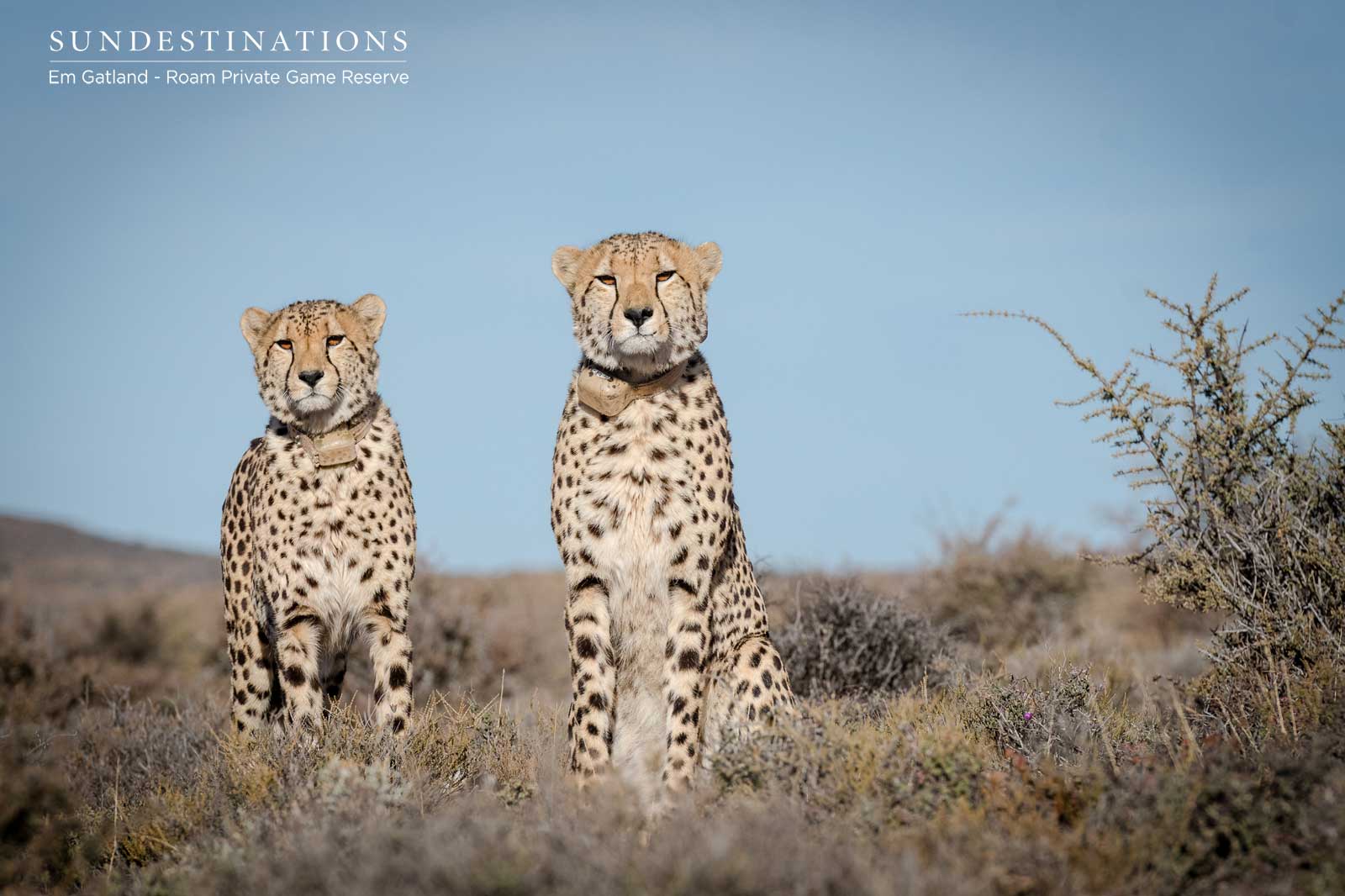 Cheetah in Karoo Cheetah in Karoo