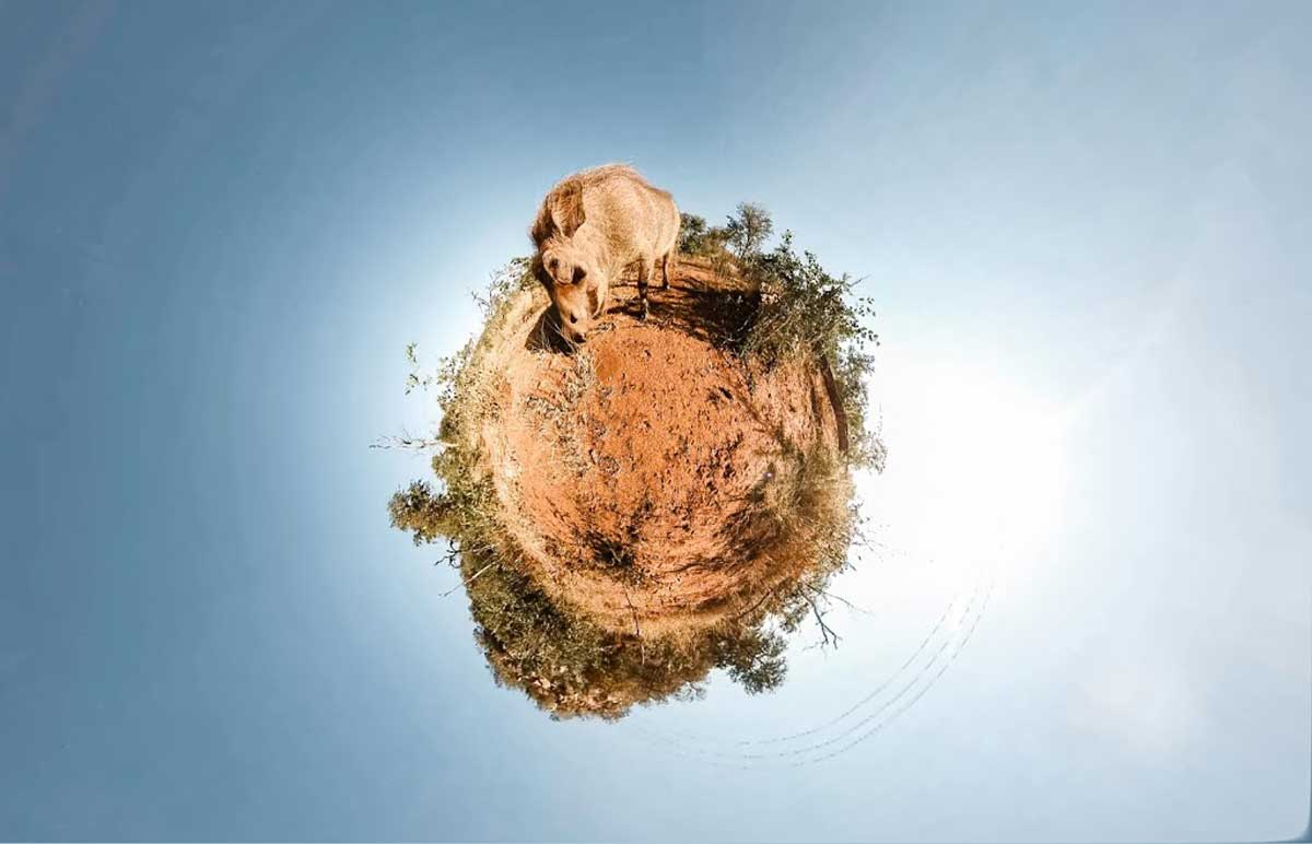 Warthog VR film Warthog VR film