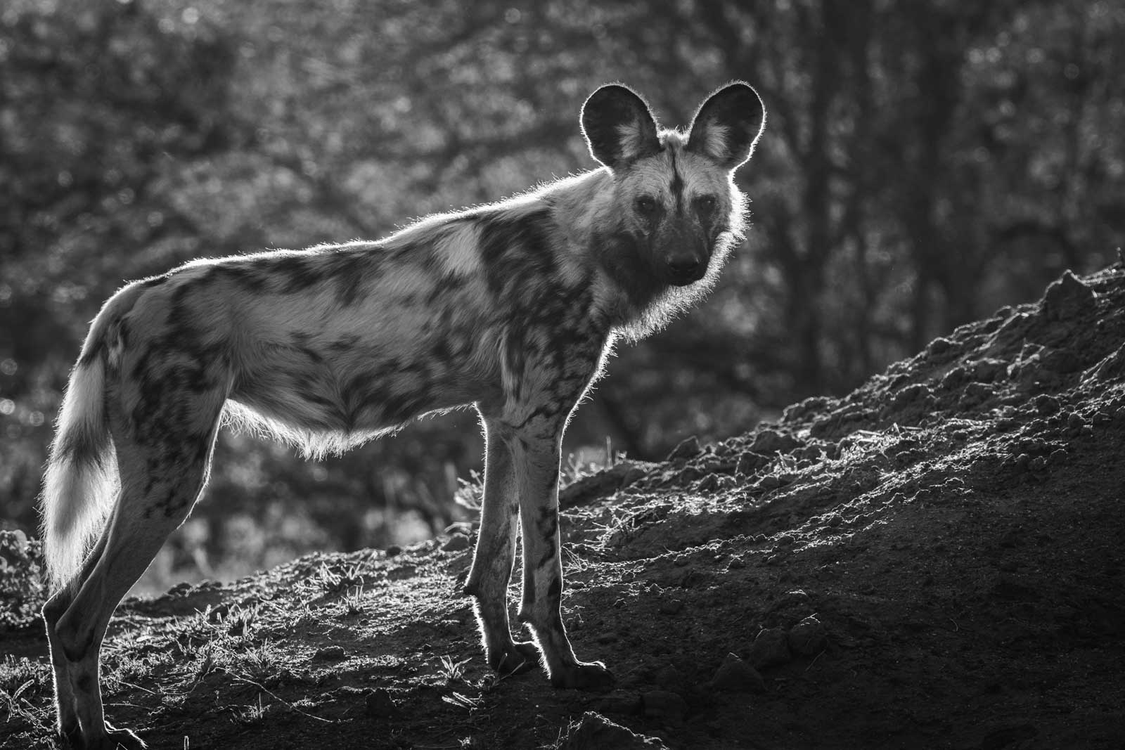 Virtual Tours Wild Dogs Virtual Tours Wild Dogs