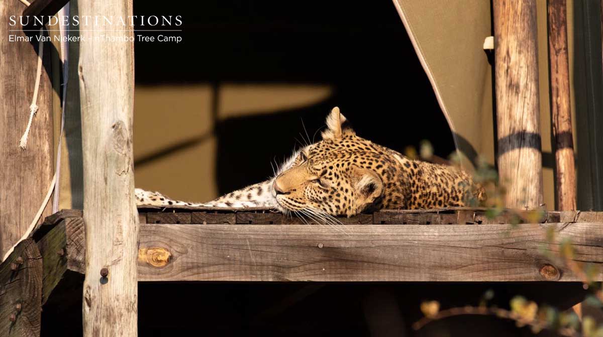 nThambo Leopard Buffel Dam nThambo Leopard Buffel Dam