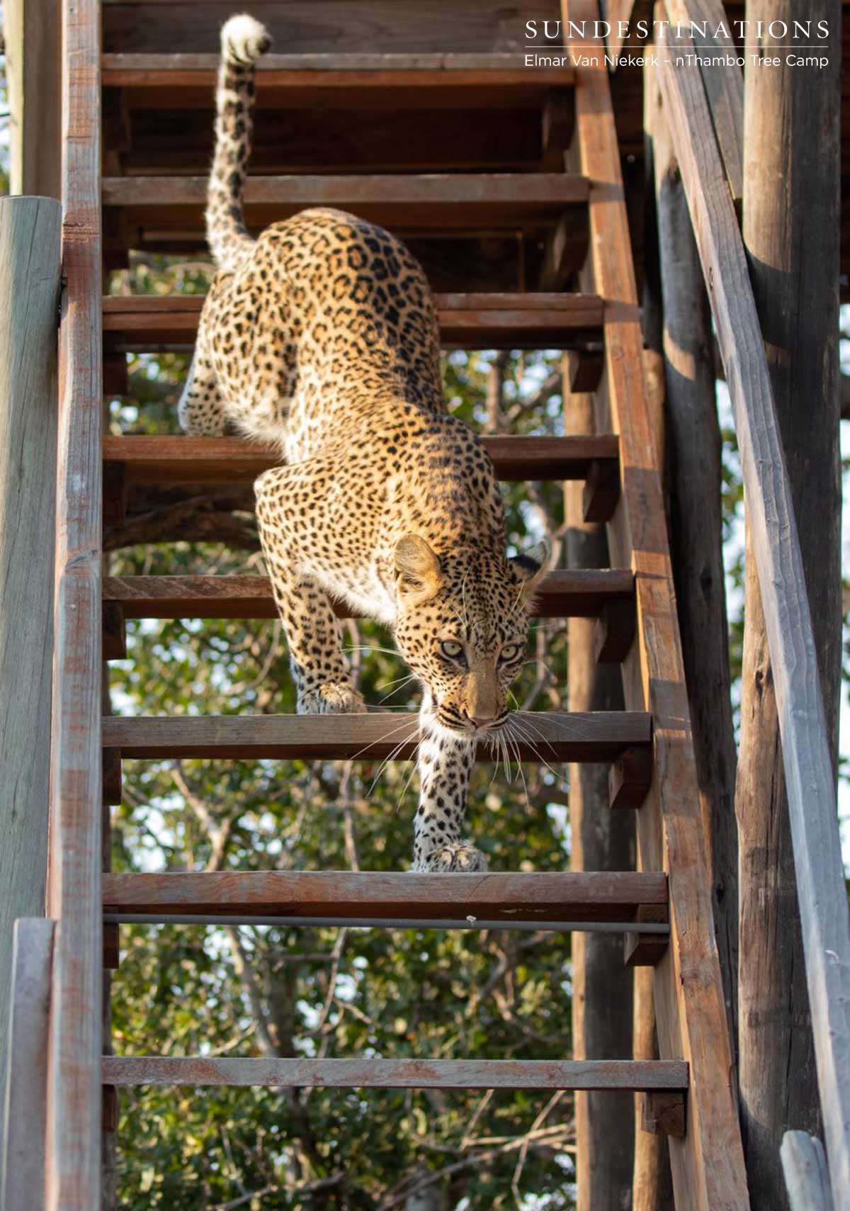 nThambo Leopard Buffel Dam nThambo Leopard Buffel Dam