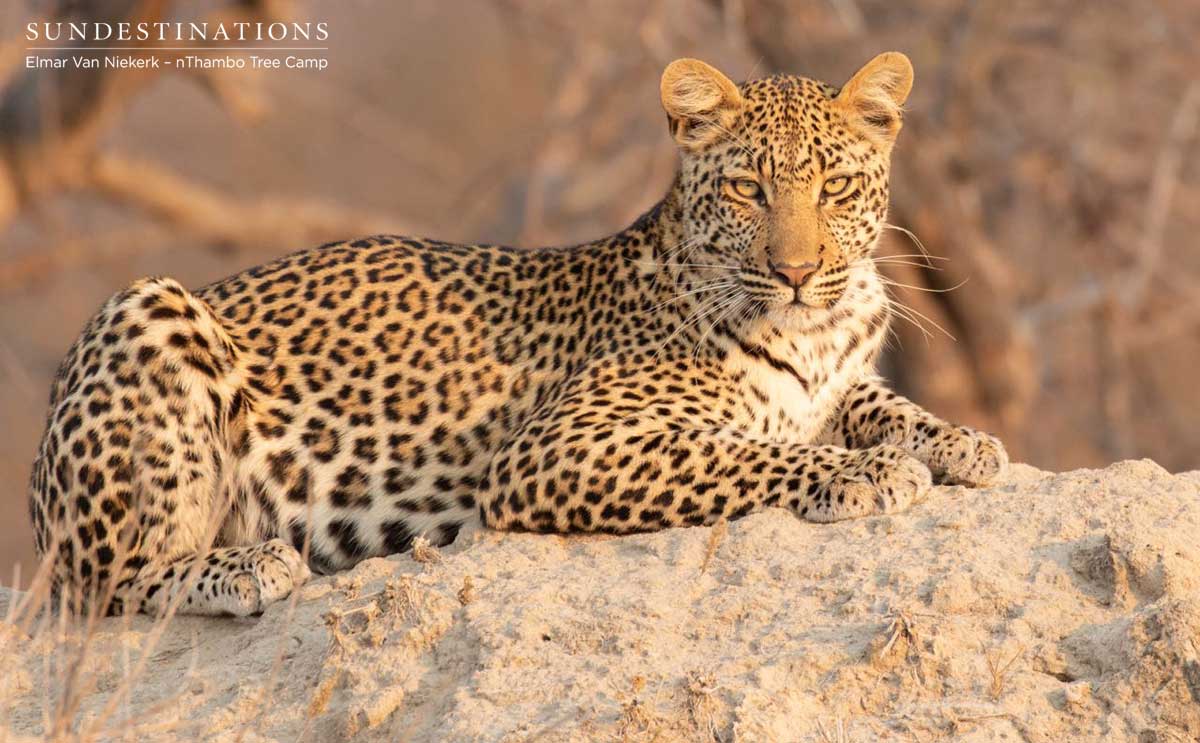 Nyeleti Leopard Klaserie Nyeleti Leopard Klaserie