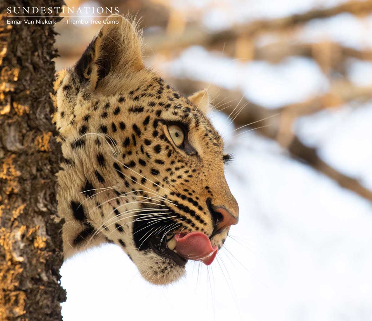 Leopard Buffel Dam Leopard Buffel Dam