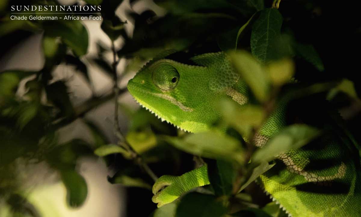 Africa on Foot Chameleon Africa on Foot Chameleon