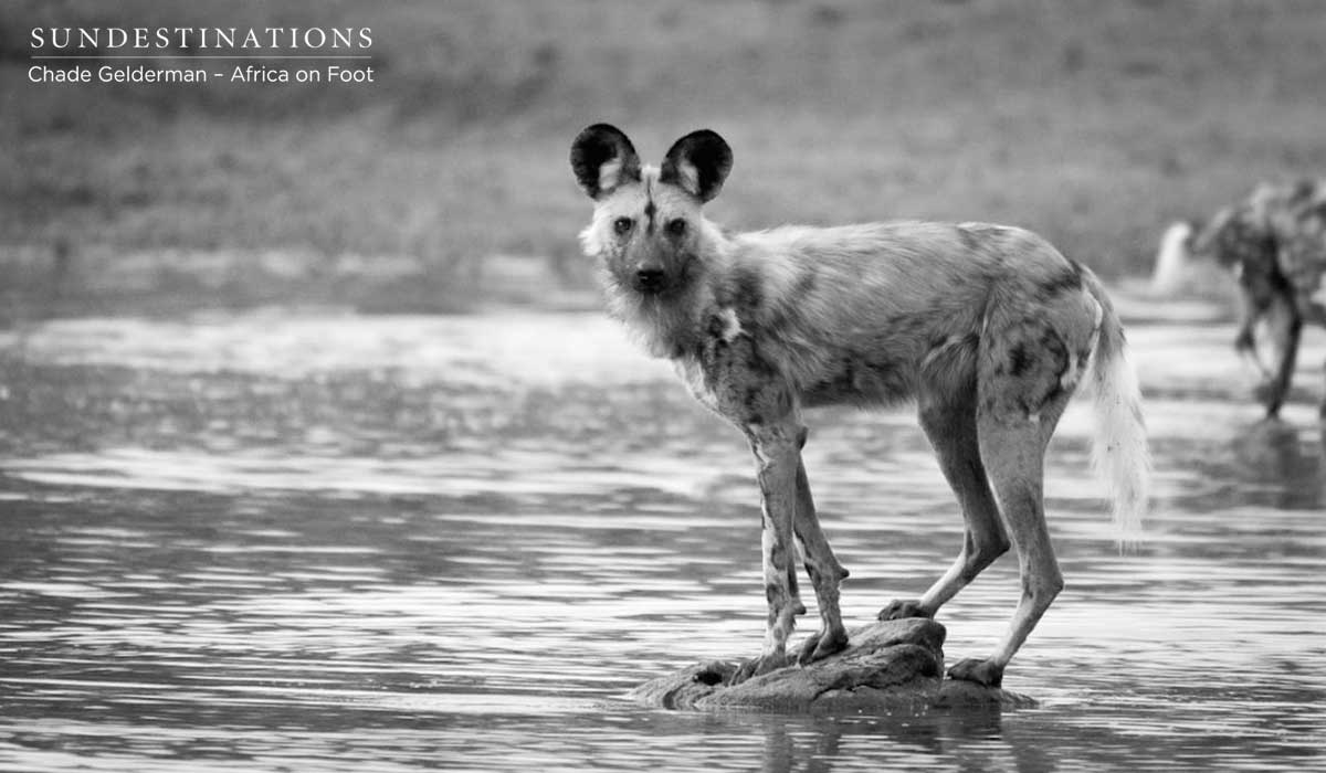 Wild Dogs at Africa on Foot Wild Dogs at Africa on Foot