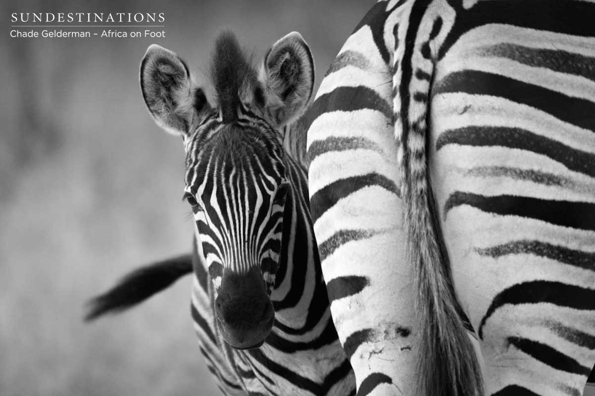 Africa on foot Zebra Africa on foot Zebra