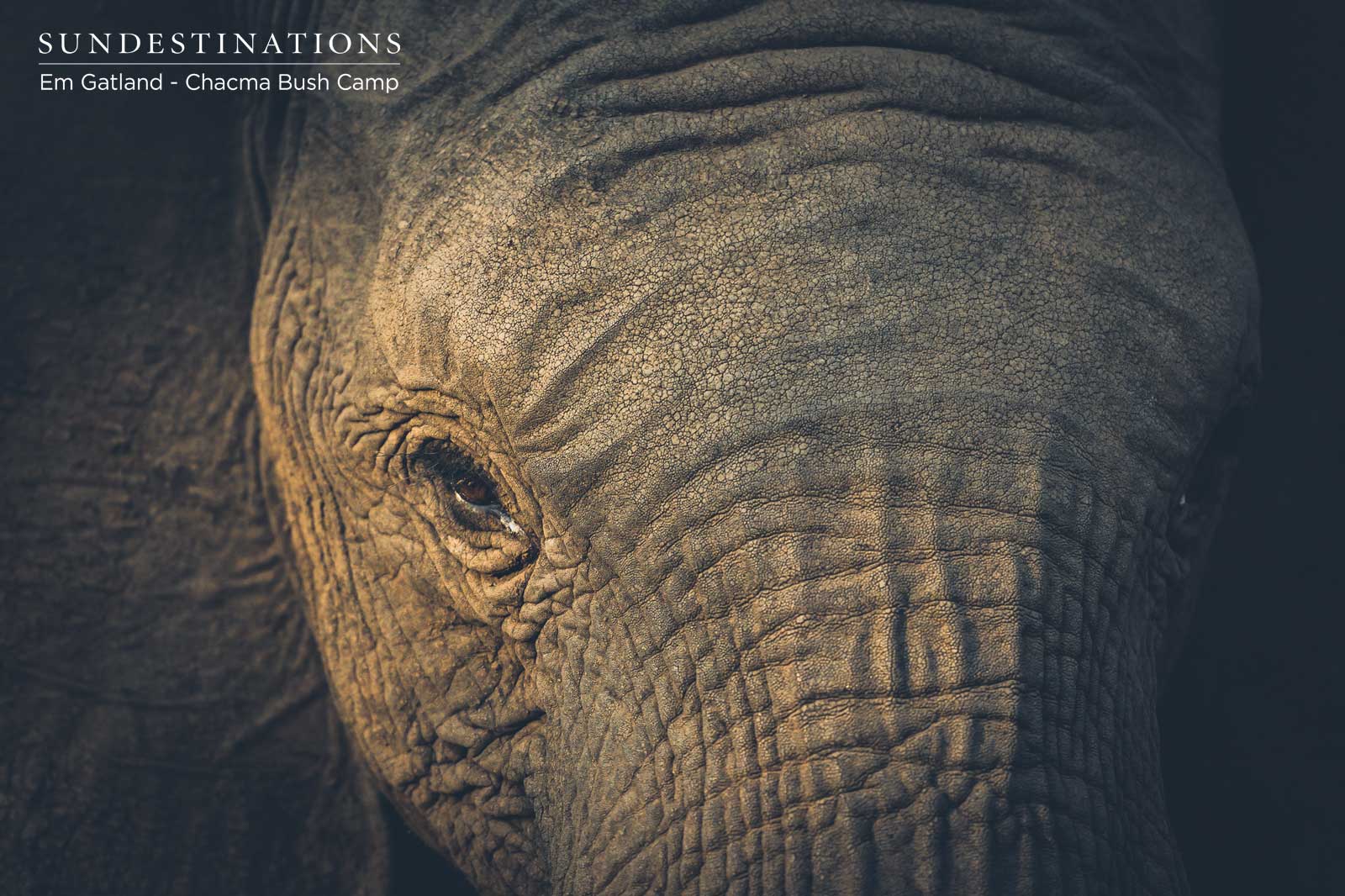 Chacma Elephants Chacma Elephants