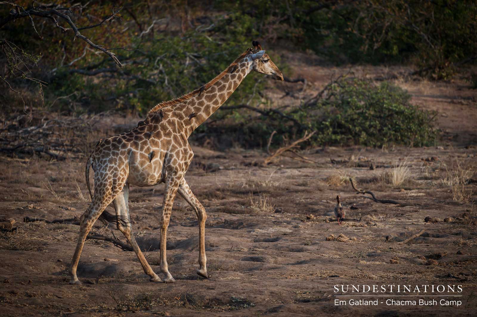 Chacma Giraffe in Maseke Chacma Giraffe in Maseke
