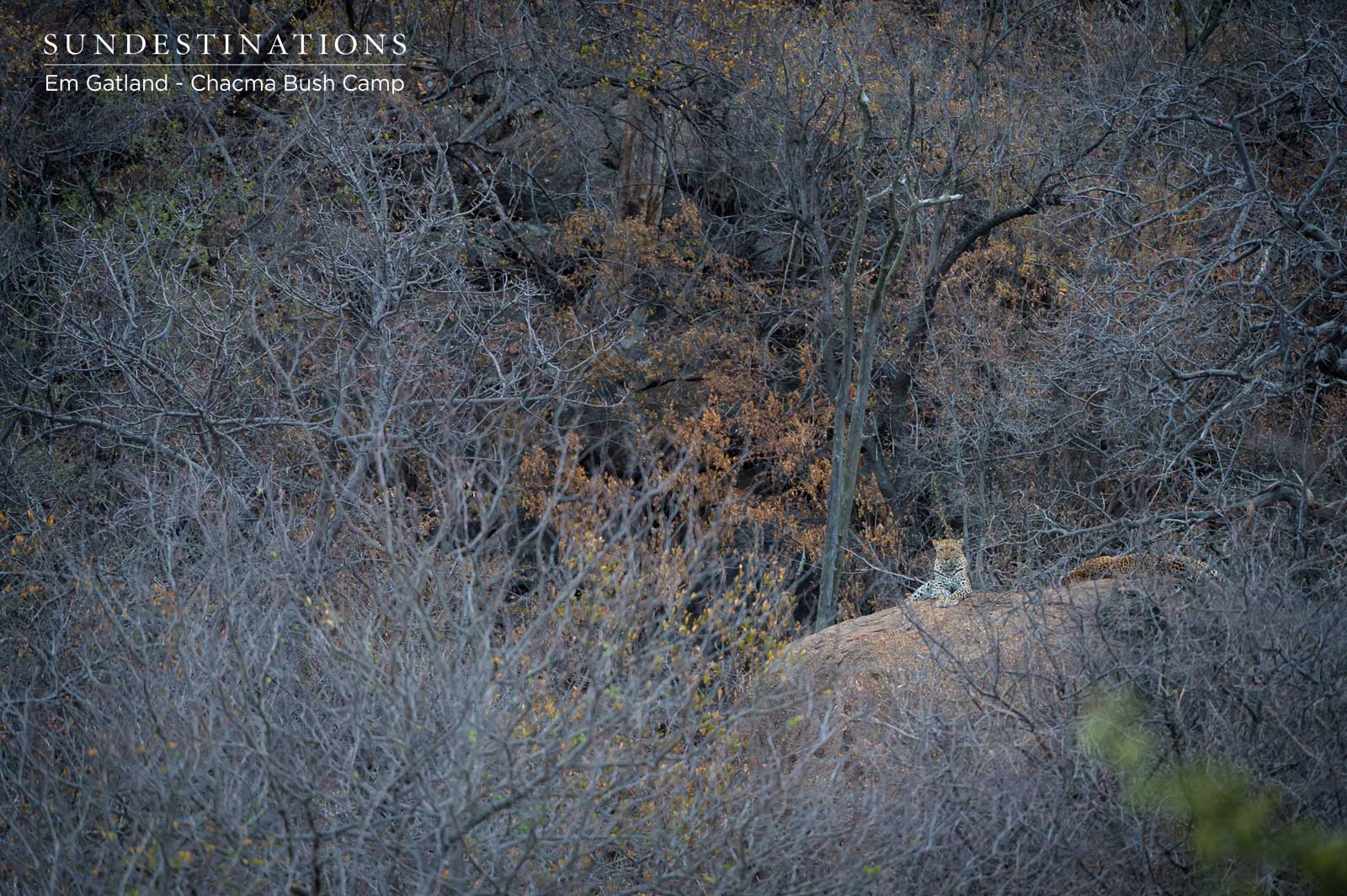 Chacma Leopard on Rock Chacma Leopard on Rock