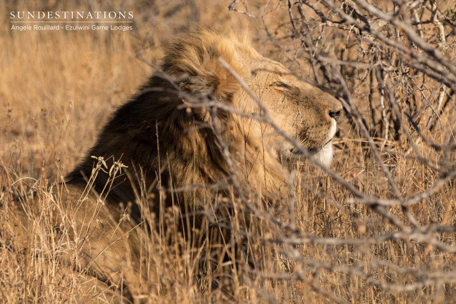 Male Lion Ezulwini Game Lodges Male Lion Ezulwini Game Lodges