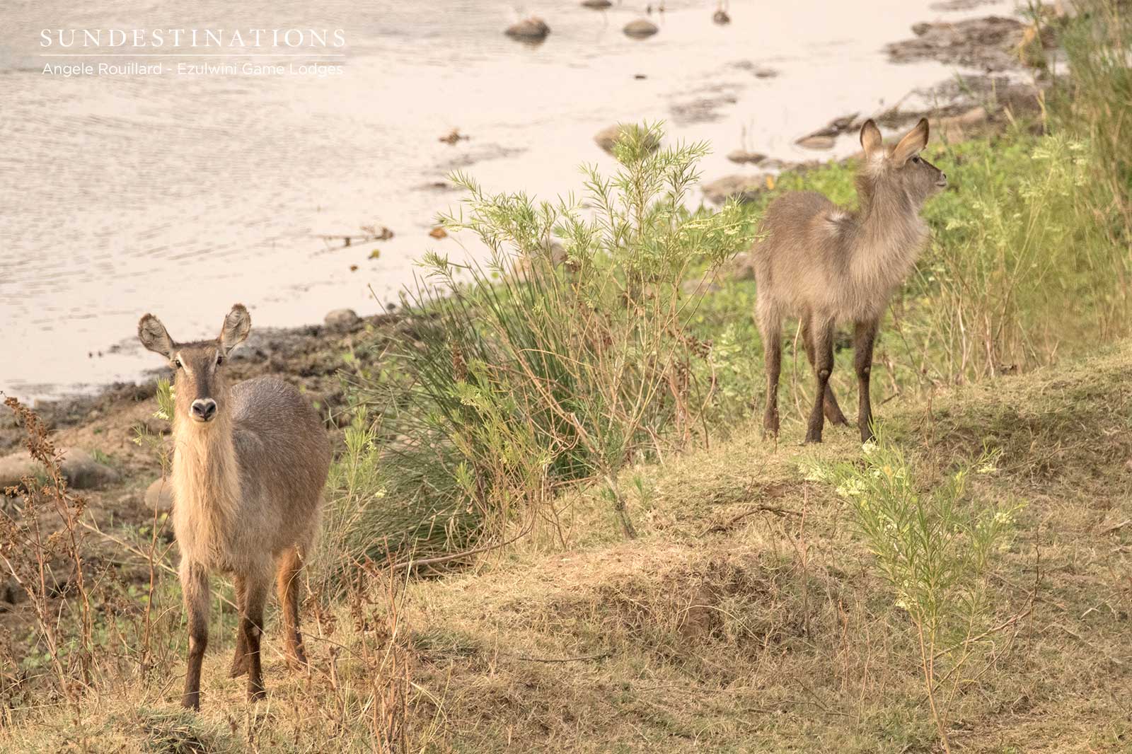 Ezulwini Waterbuck Ezulwini Waterbuck